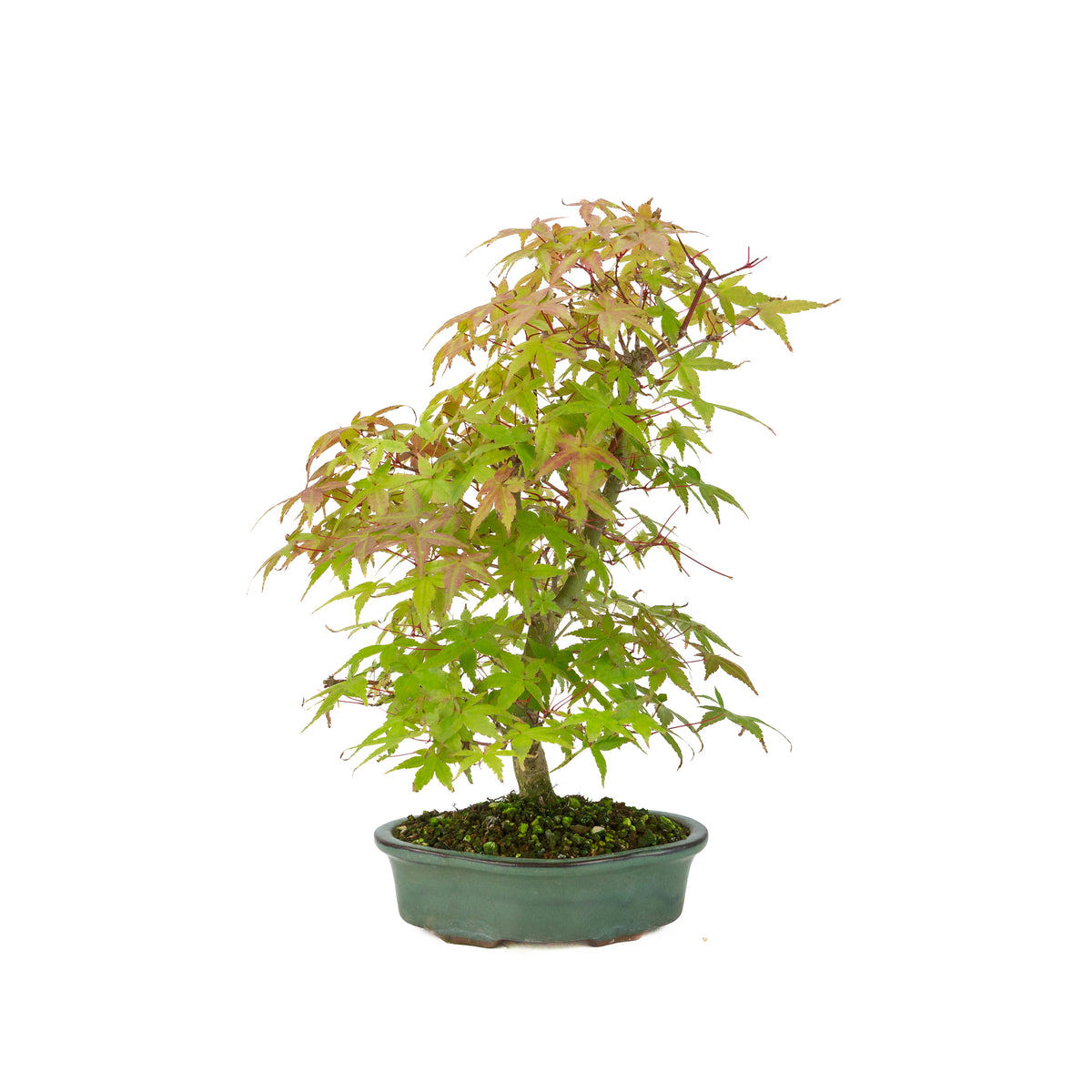 Acer palmatum Deshojo cremefarbener rechteckiger Schale 21 cm, Höhe ~52 cm
