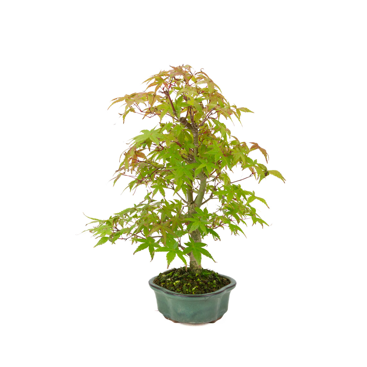 Acer palmatum Deshojo cremefarbener rechteckiger Schale 21 cm, Höhe ~52 cm
