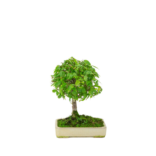 Zelkova serrata cremefarbener rechteckiger Schale 18 cm, Höhe ~26 cm