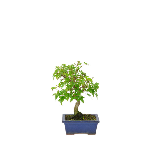 Acer buergerianum blauer rechteckiger Schale 13cm, Höhe ~24cm