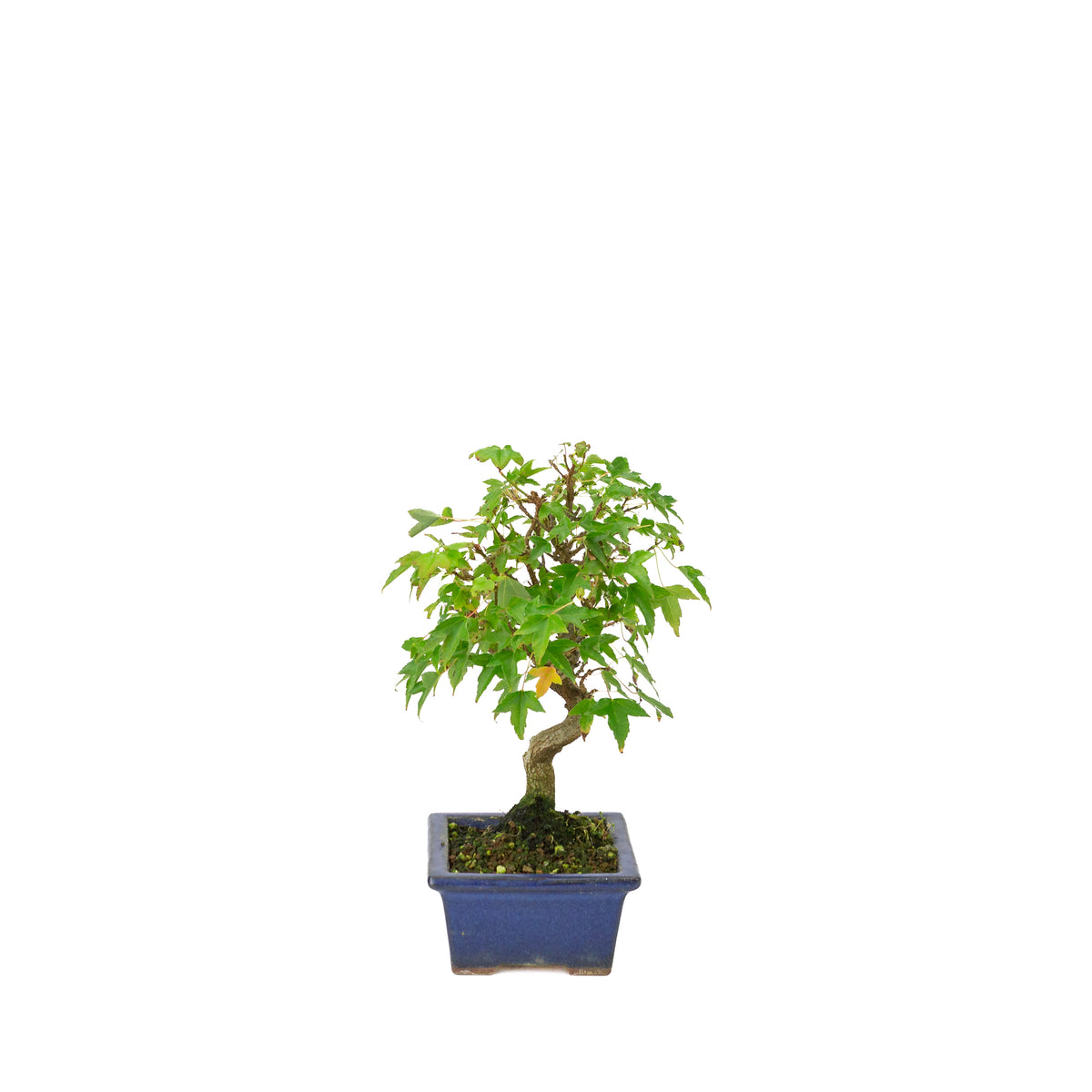 Acer buergerianum blauer rechteckiger Schale 13cm, Höhe ~24cm