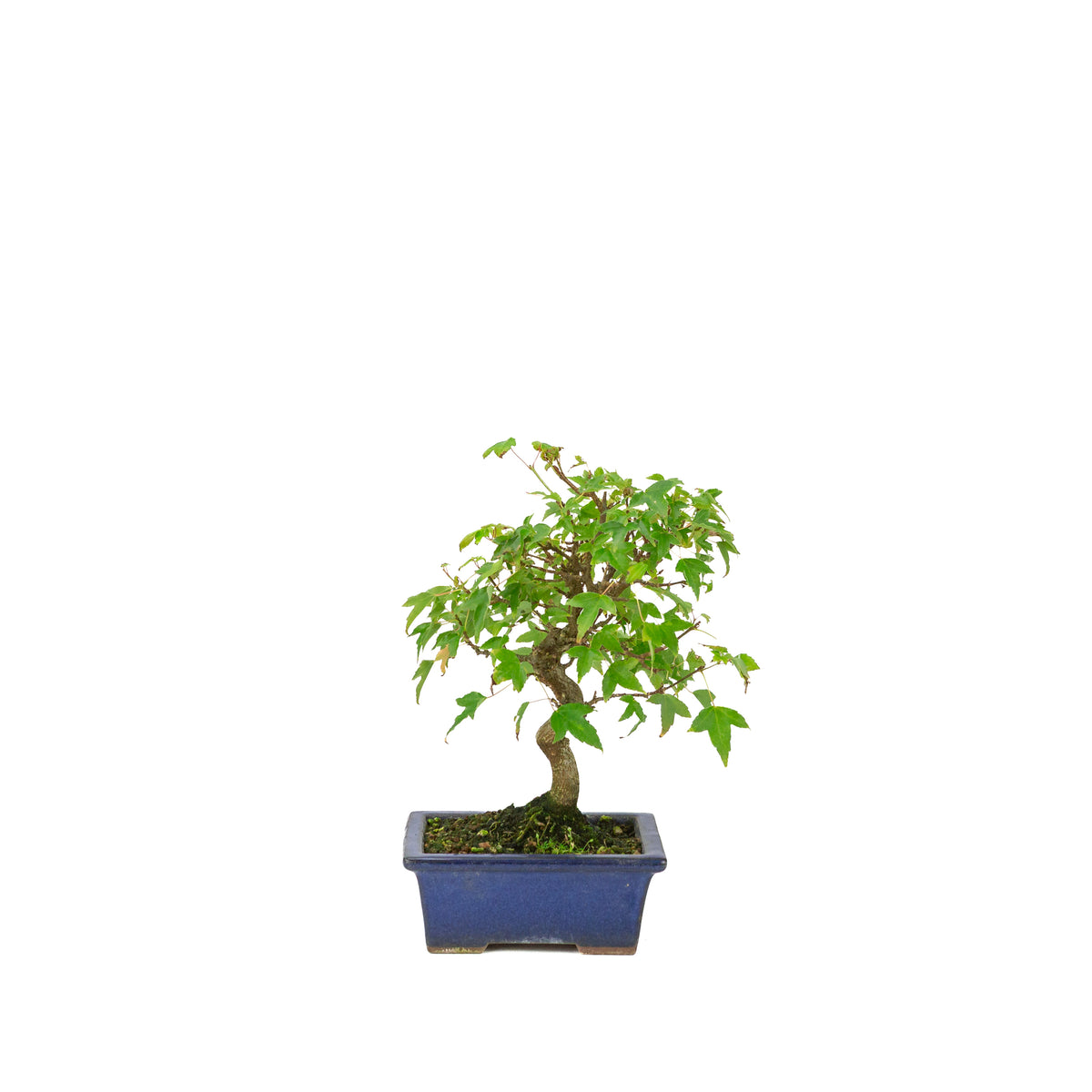 Acer buergerianum blauer rechteckiger Schale 13cm, Höhe ~24cm