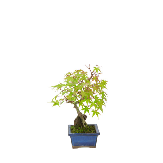 Acer palmatum Wurzeln über steinblauem Schale 13cm, Höhe ~26cm