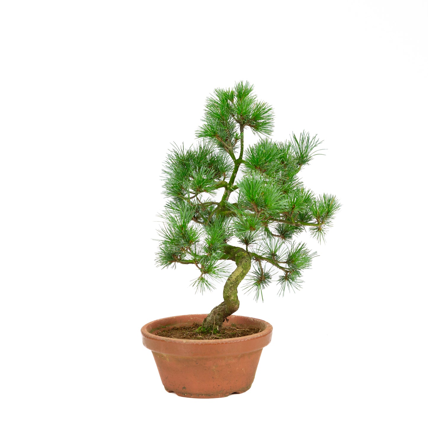 Pinus parviflora Terrakottatopf 19cm, Höhe ~42cm