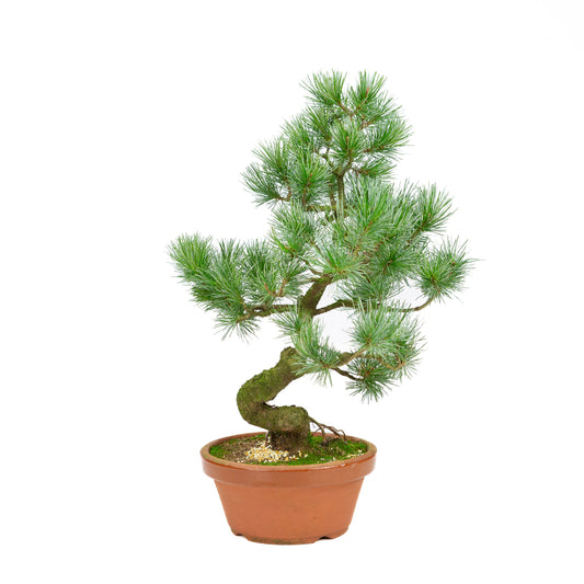 Pinus parviflora Terrakottaschale, 19 cm Durchmesser, Höhe ca. 47 cm
