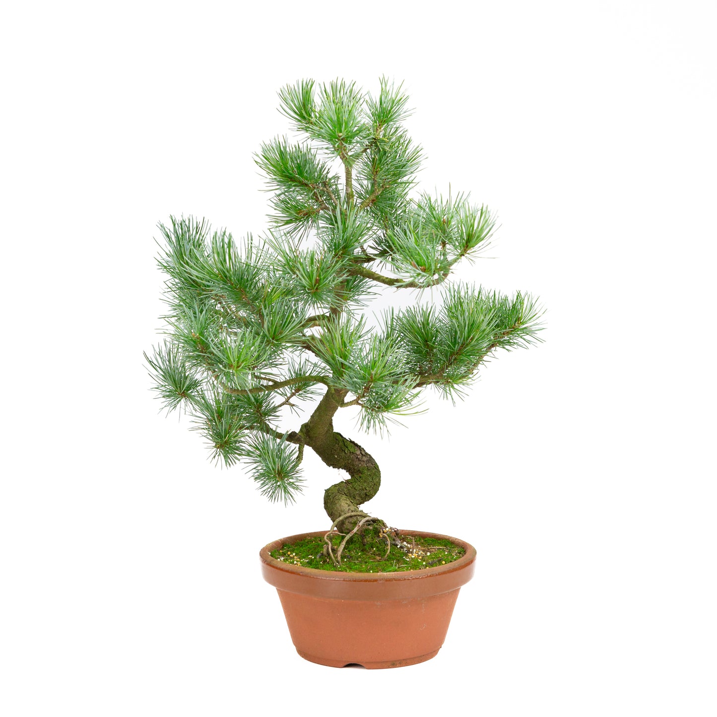 Pinus parviflora Terrakottatopf 19cm, Höhe ~42cm