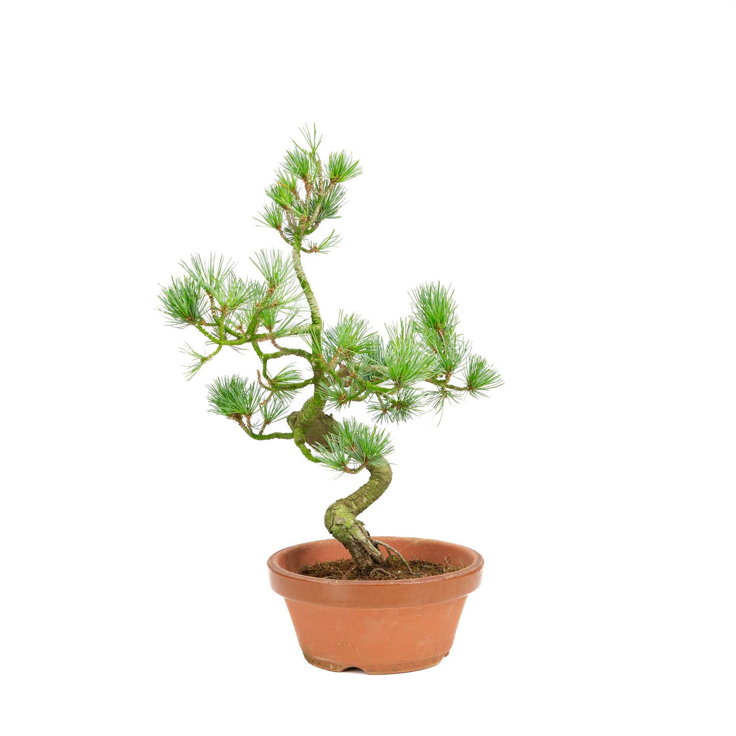 Pinus parviflora Terrakottatopf 19cm, Höhe ~42cm