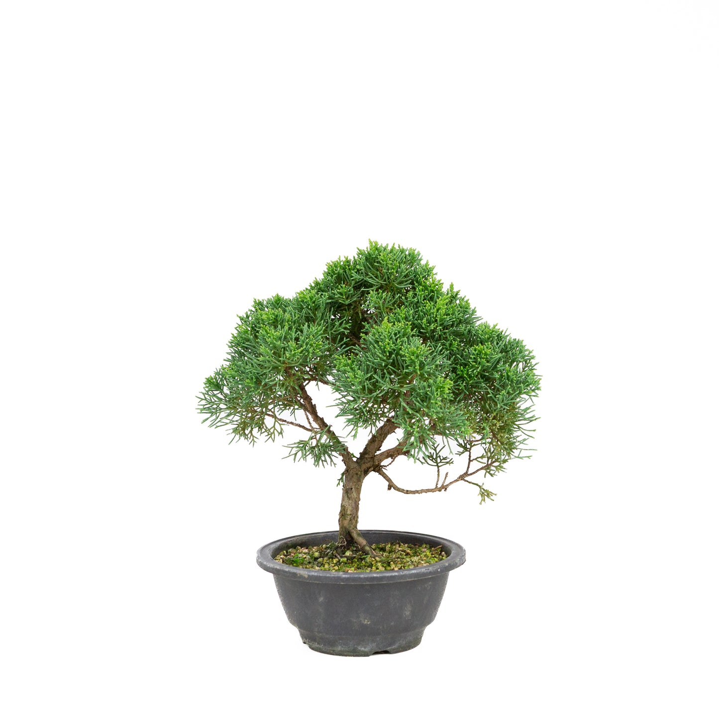 Juniperus chinensis grüner rechteckiger Schale 13cm, Höhe ~35cm