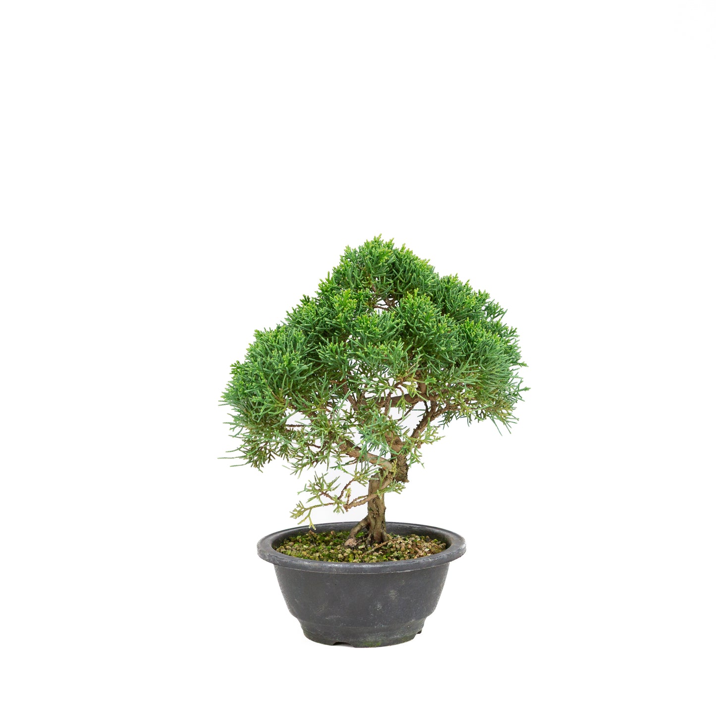 Juniperus chinensis grüner rechteckiger Schale 13cm, Höhe ~35cm