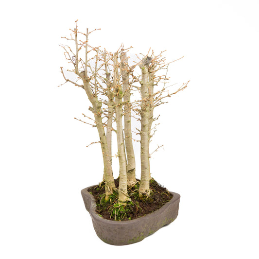 Pseudolarix amabilis, waldbraun, ovale Schale, 43 cm Durchmesser, Höhe ca. 56 cm