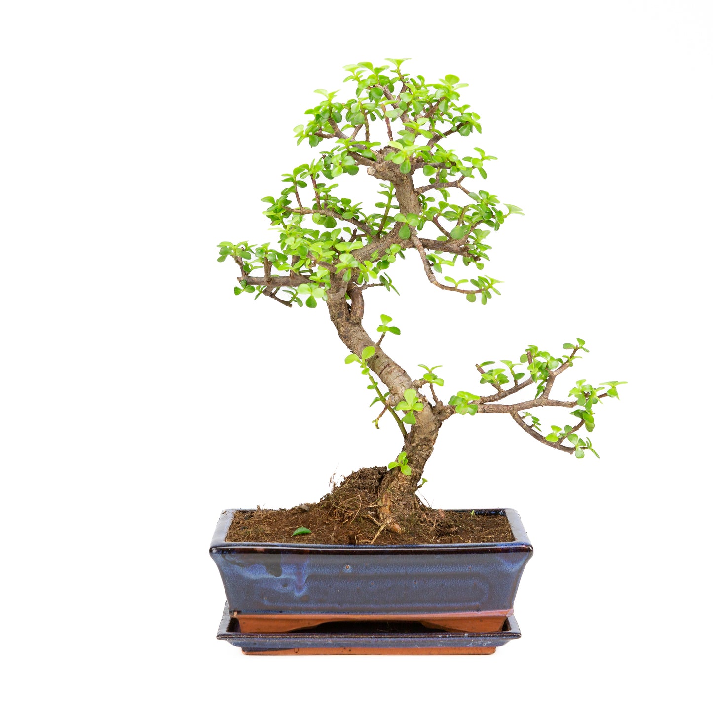 Portulacaria afra Bonsai im braunen Schale 22cm, Höhe ~30cm
