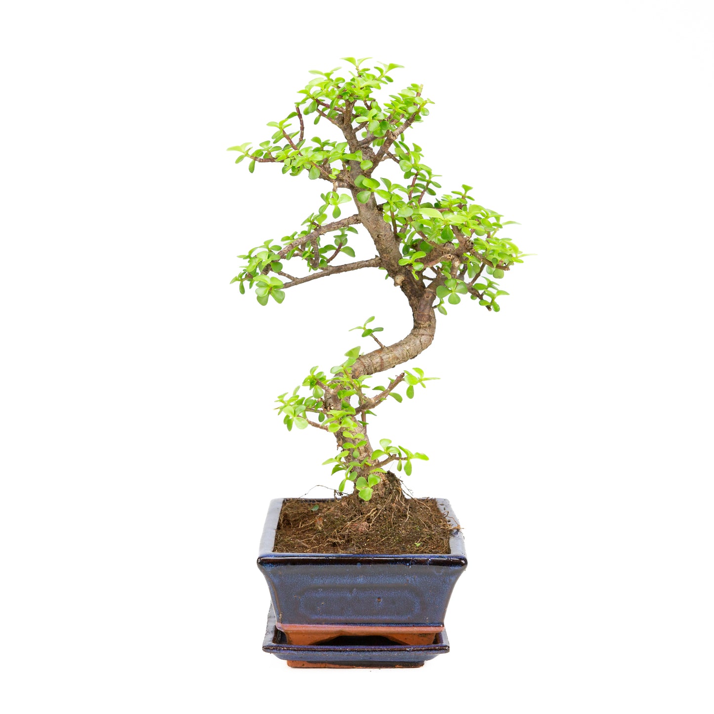 Portulacaria afra Bonsai im braunen Schale 22cm, Höhe ~30cm