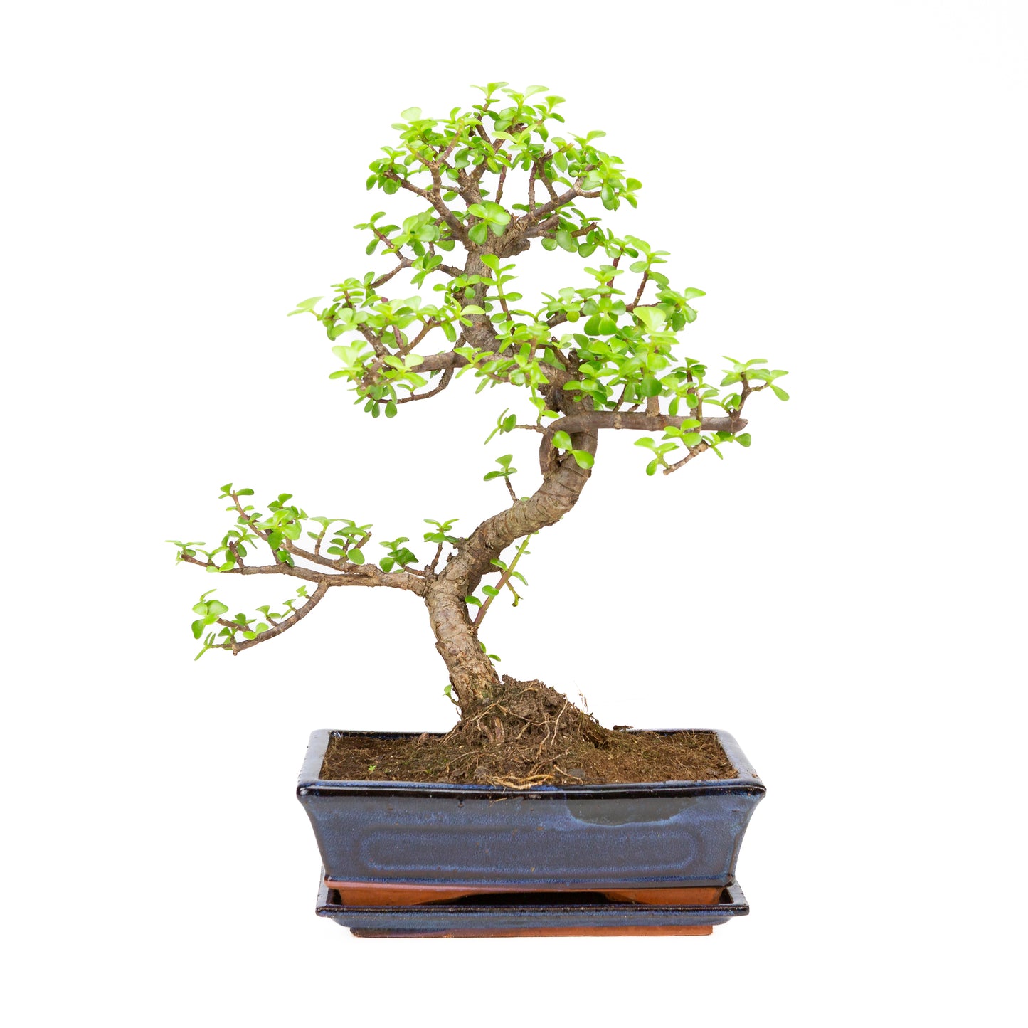 Portulacaria afra Bonsai im braunen Schale 22cm, Höhe ~30cm