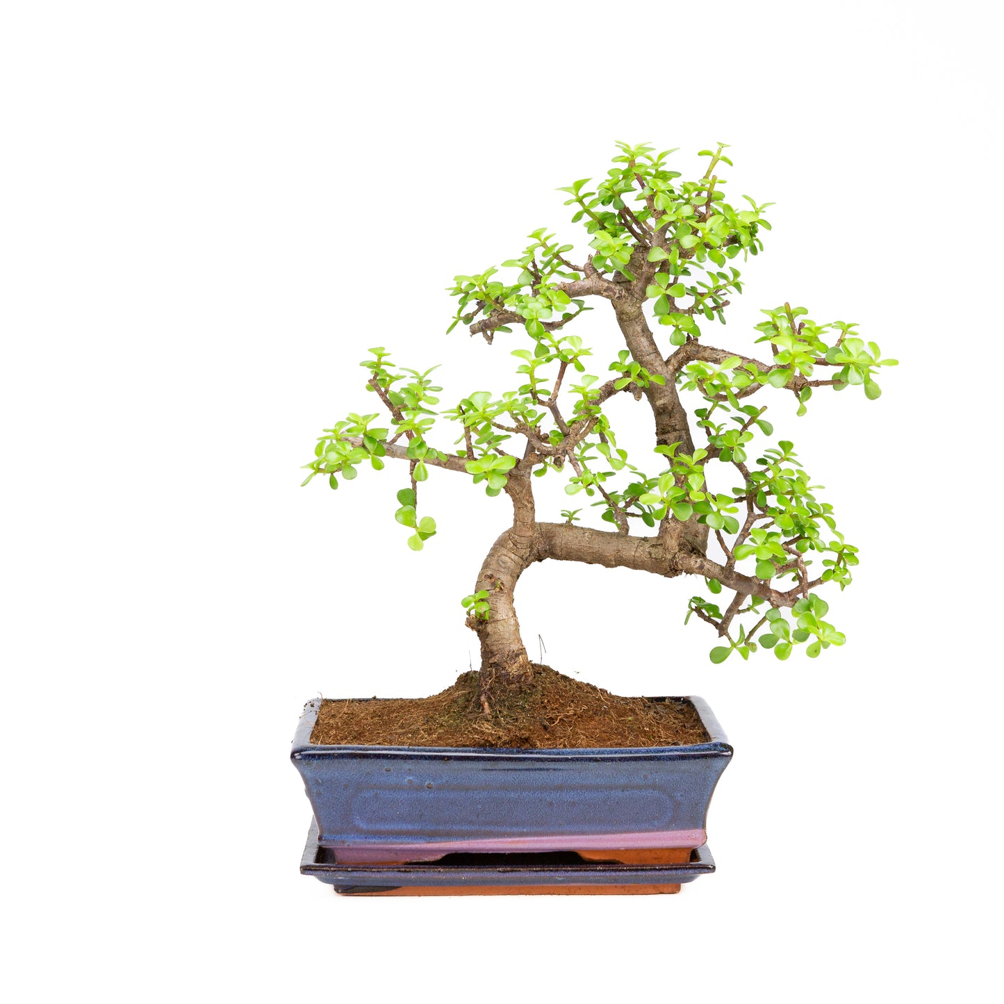Portulacaria afra Bonsai im braunen Schale 22cm, Höhe ~30cm
