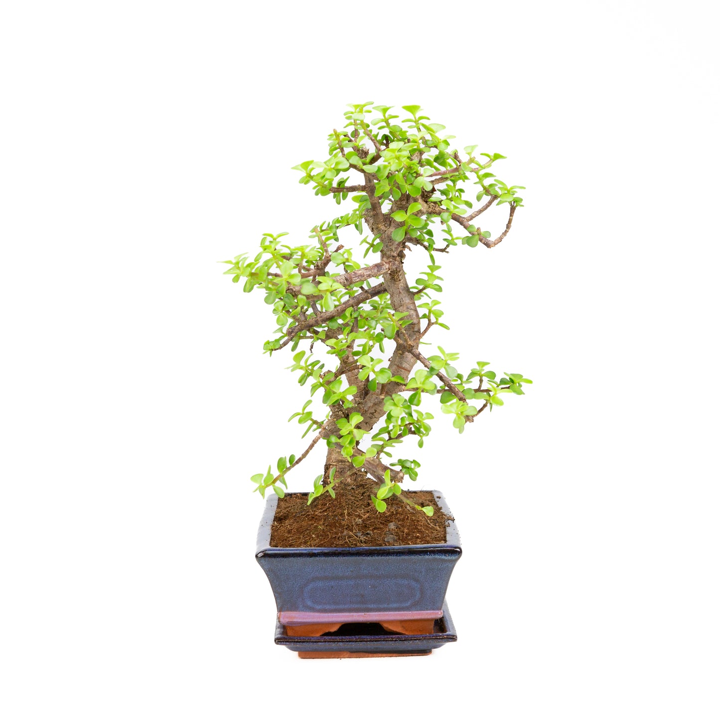 Portulacaria afra Bonsai im braunen Schale 22cm, Höhe ~30cm