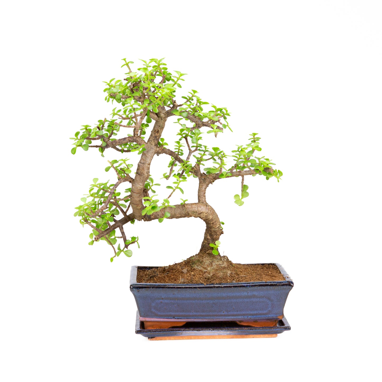 Portulacaria afra Bonsai im braunen Schale 22cm, Höhe ~30cm