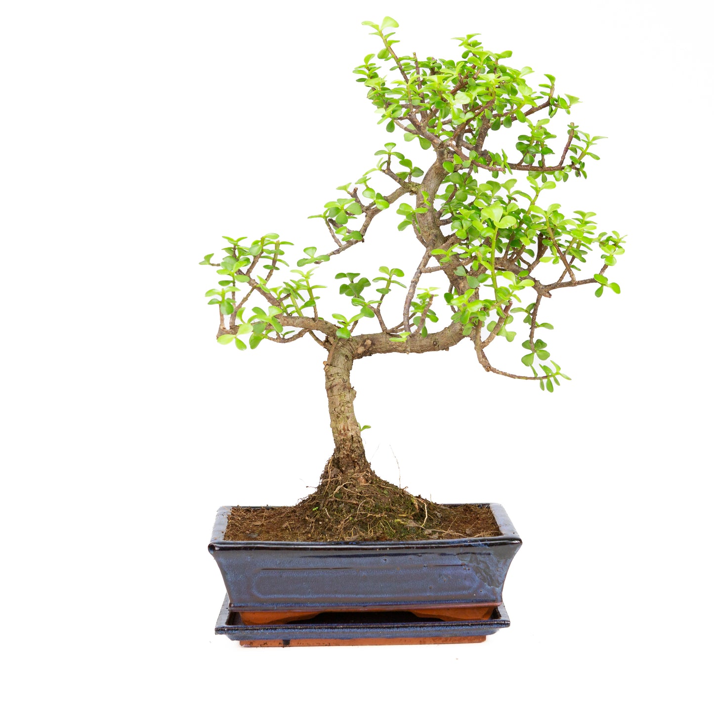 Portulacaria afra Bonsai im braunen Schale 22cm, Höhe ~30cm