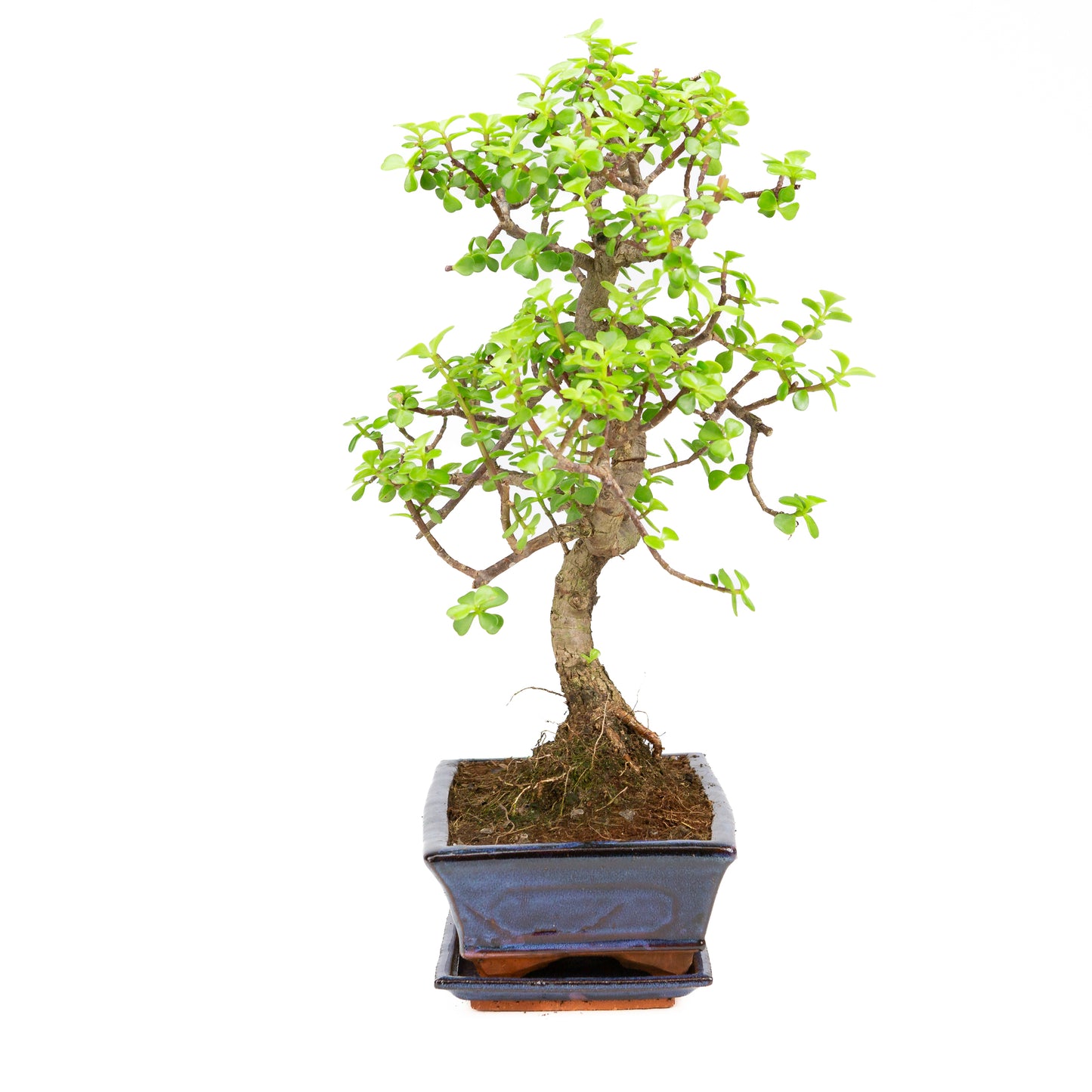 Portulacaria afra Bonsai im braunen Schale 22cm, Höhe ~30cm