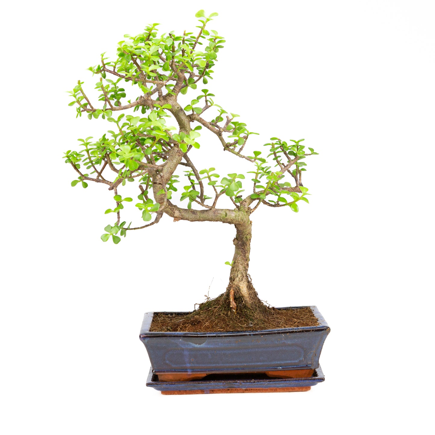 Portulacaria afra Bonsai im braunen Schale 22cm, Höhe ~30cm