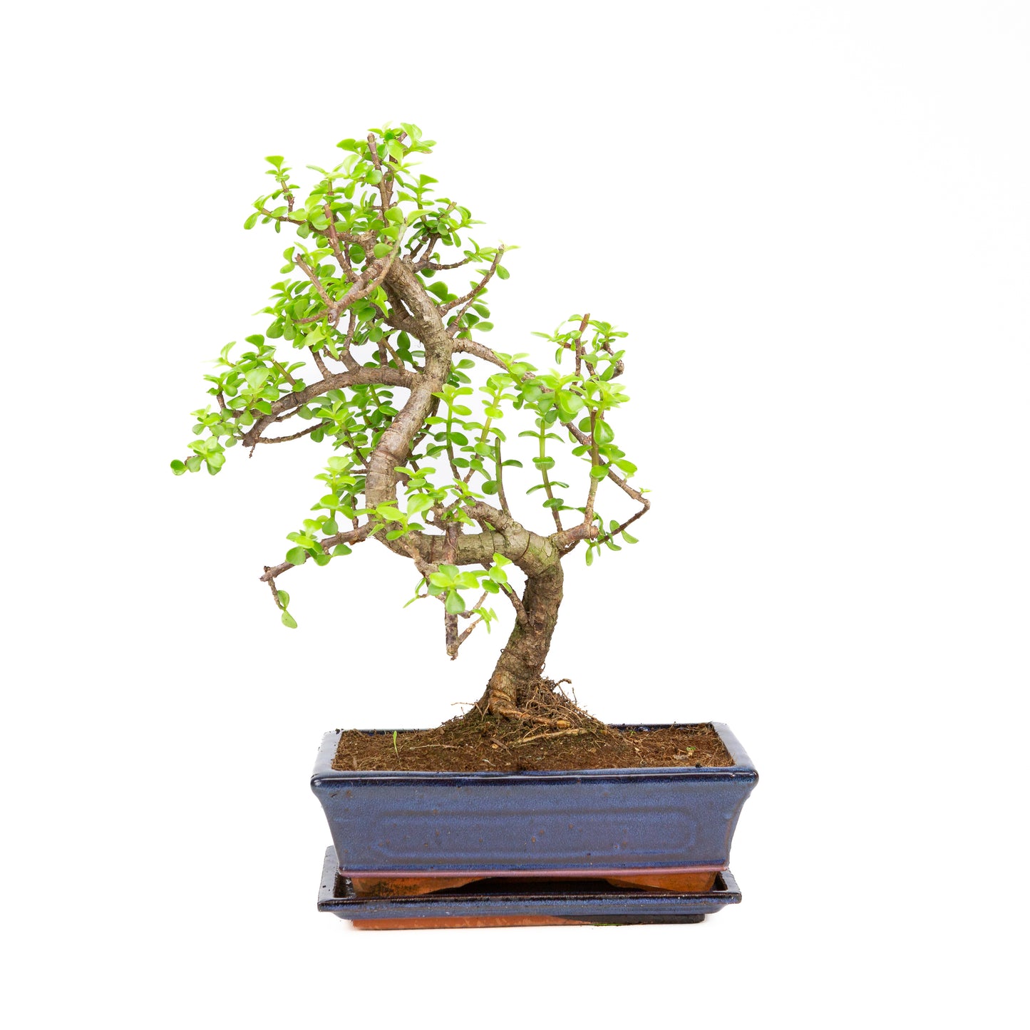 Portulacaria afra Bonsai im braunen Schale 22cm, Höhe ~30cm