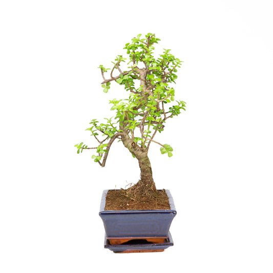 Portulacaria afra Bonsai, Schale 25cm, Höhe ~43cm