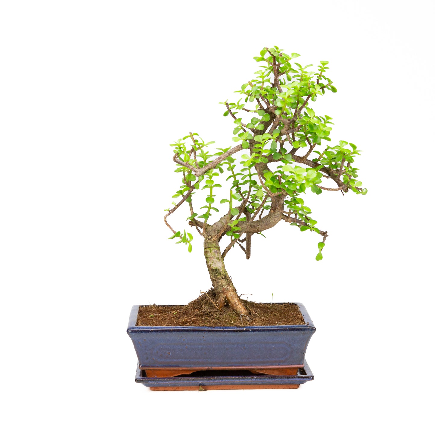 Portulacaria afra Bonsai im braunen Schale 22cm, Höhe ~30cm