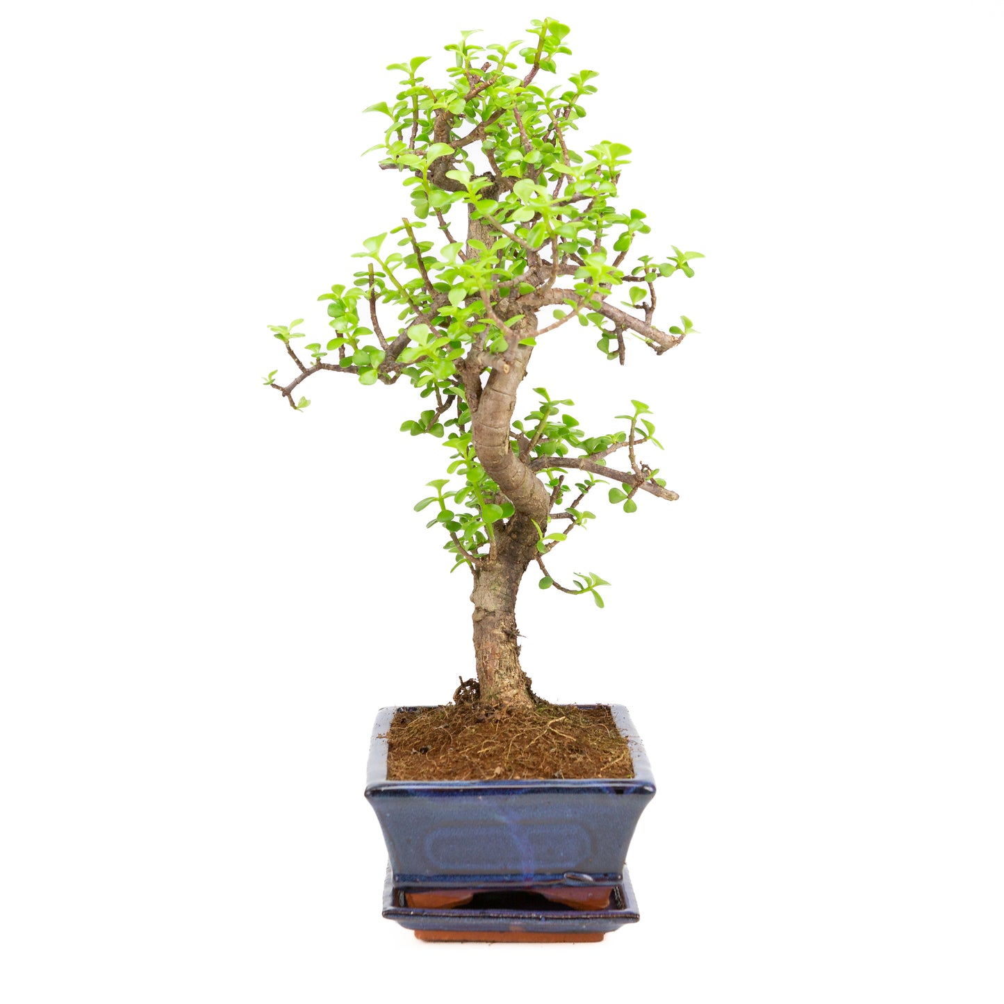 Portulacaria afra Bonsai im braunen Schale 22cm, Höhe ~30cm