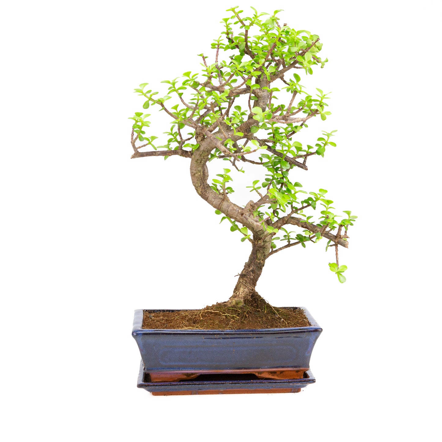 Portulacaria afra Bonsai im braunen Schale 22cm, Höhe ~30cm
