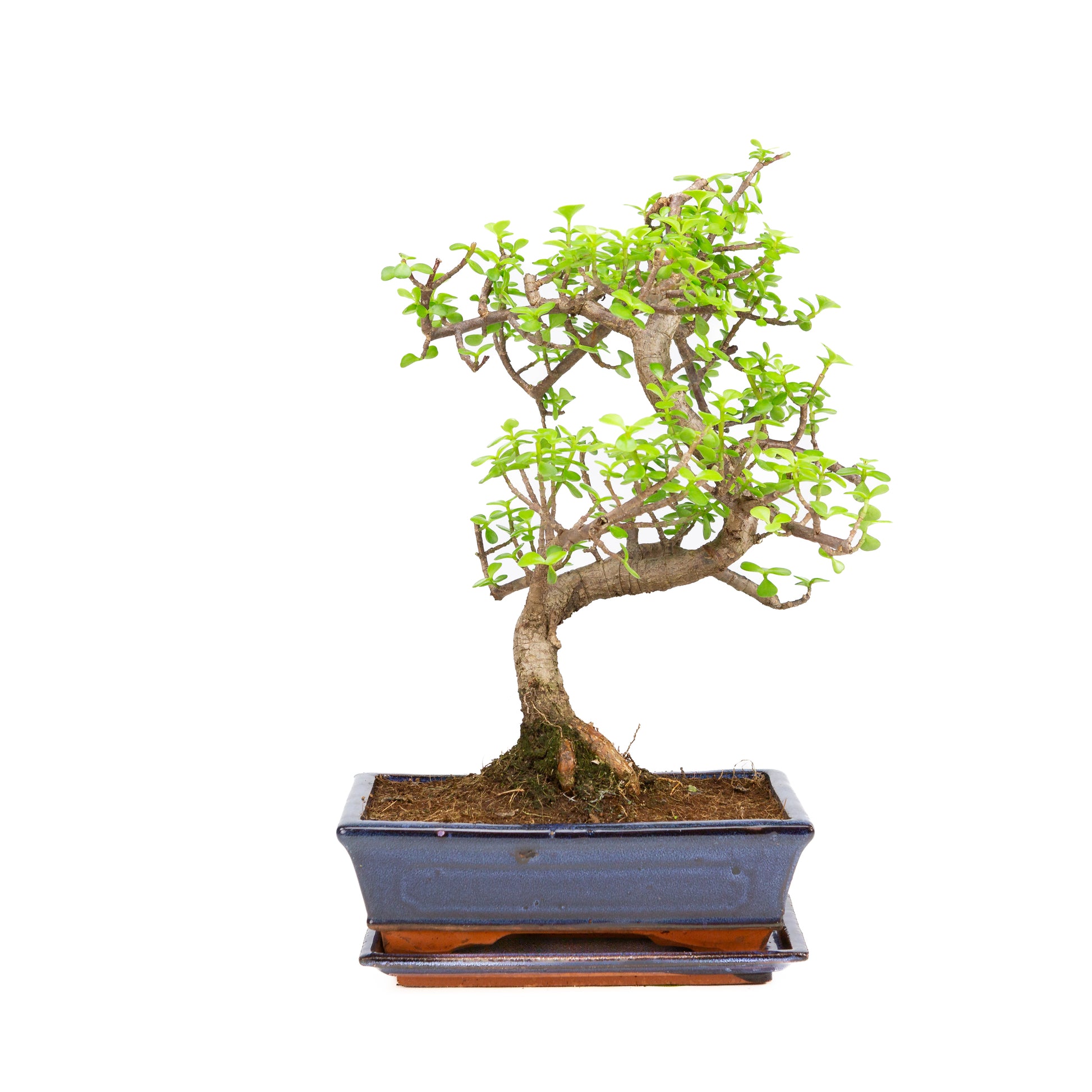 Portulacaria afra Bonsai in blauwe pot 25cm, hoogte ~40cm
