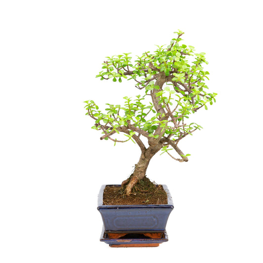 Portulacaria afra Bonsai in einer braunen Schale 22cm, Höhe ~30cm