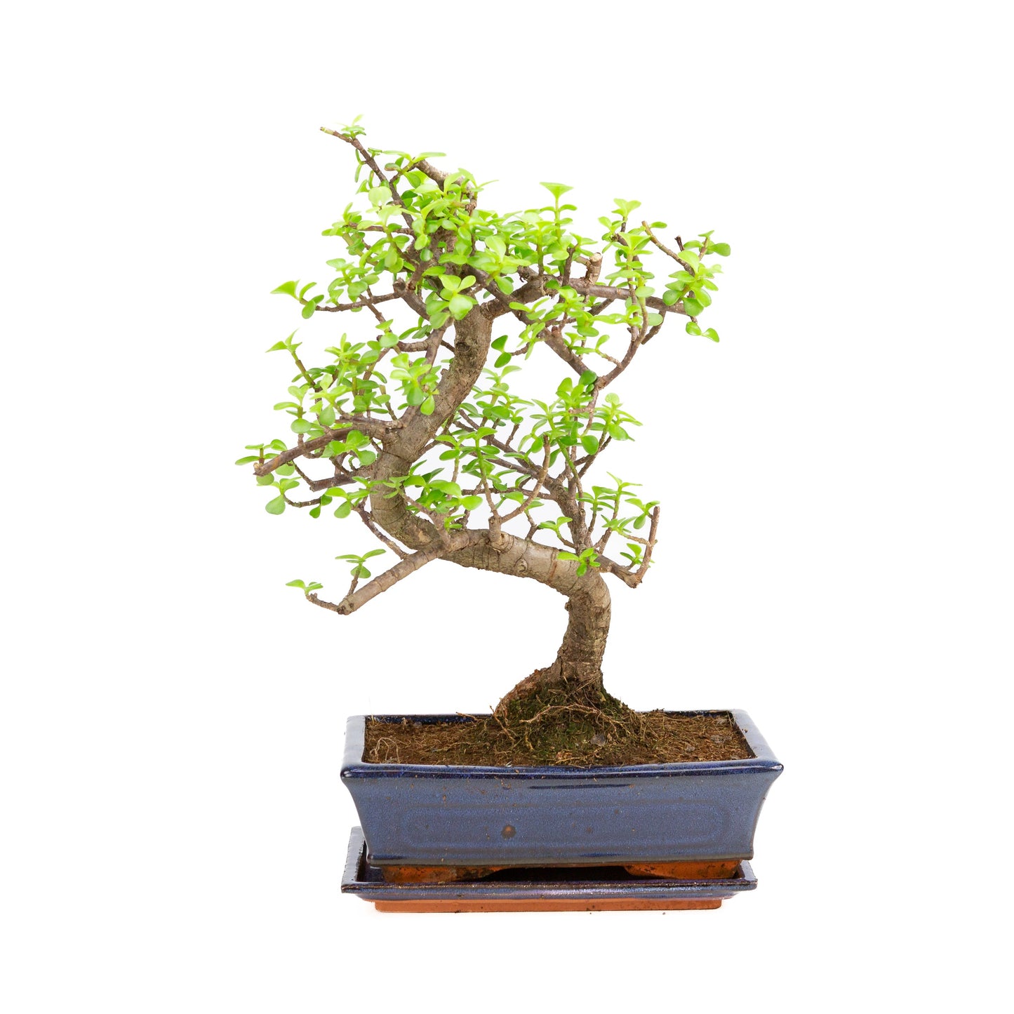 Portulacaria afra Bonsai in einer braunen Schale 22cm, Höhe ~30cm