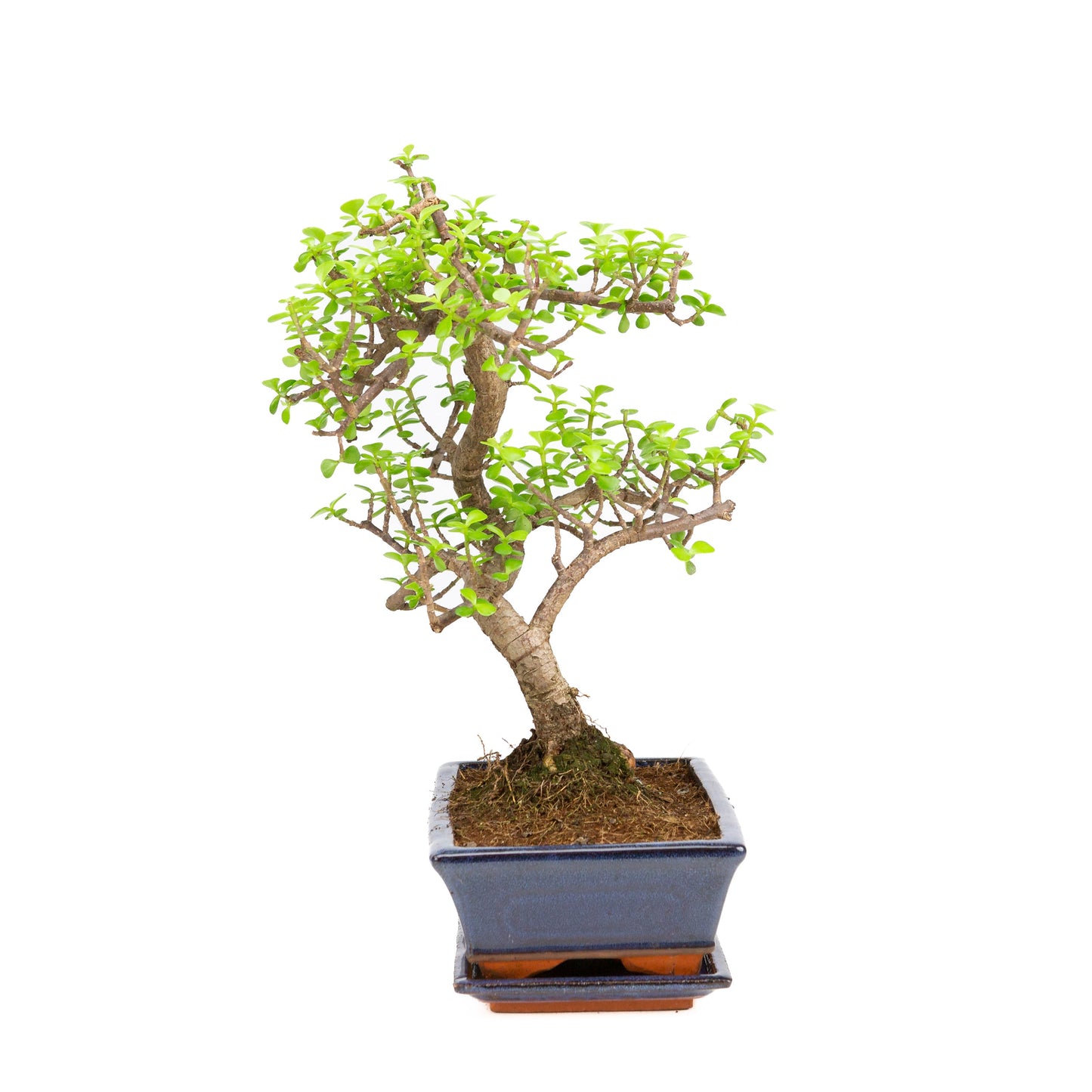 Portulacaria afra Bonsai in einer braunen Schale 22cm, Höhe ~30cm