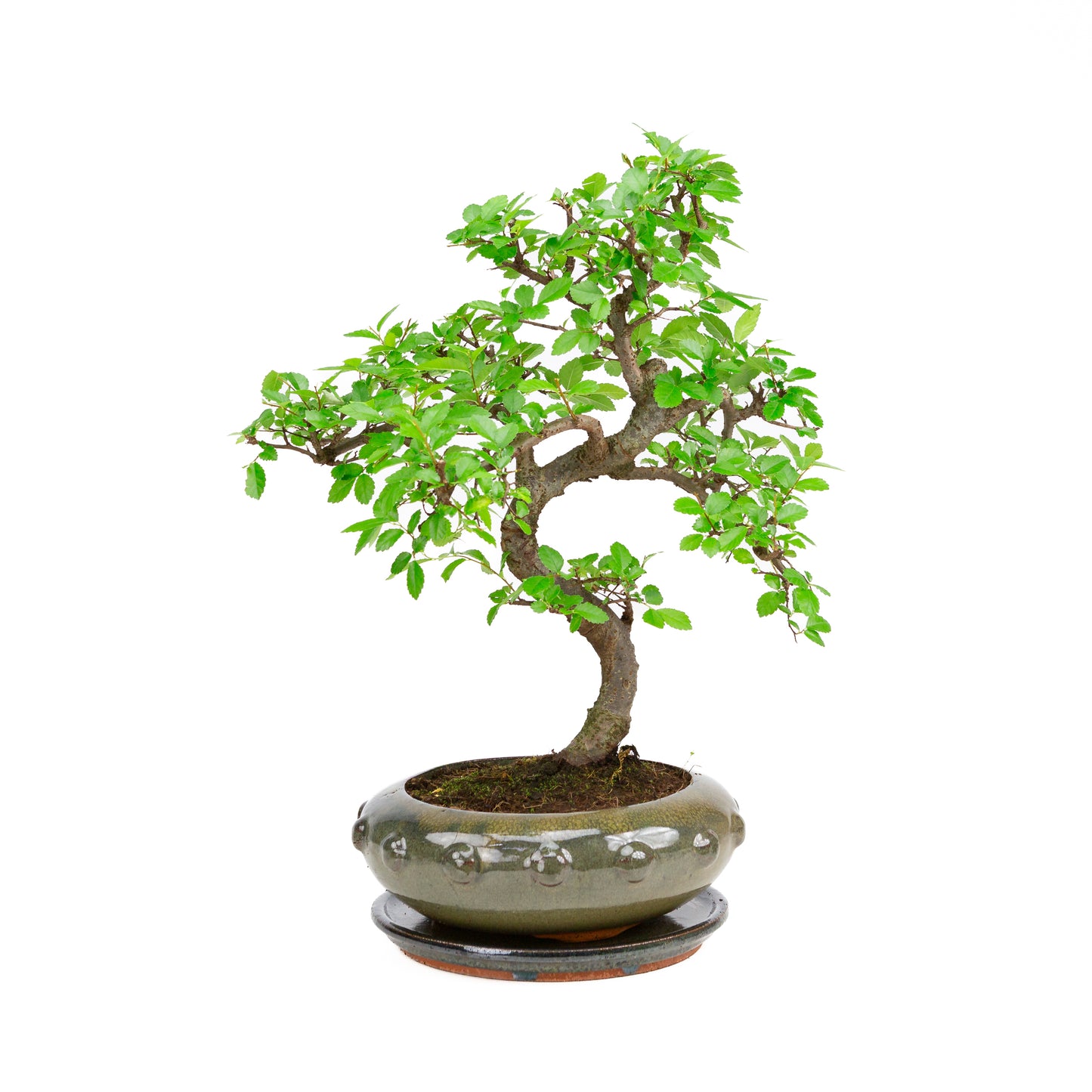 Zelkova Bonsai in grünem ovalen Schale 29cm, Höhe ~40cm