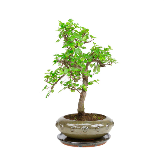 Zelkova Bonsai in grünem ovalen Schale 29cm, Höhe ~40cm