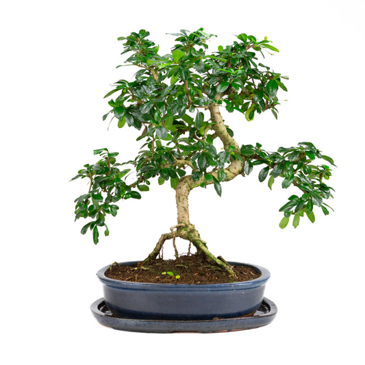 Carmona Bonsai im grünen Schale 29cm, Höhe ~45cm