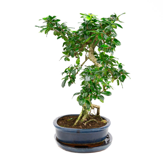 Carmona Bonsai im grünen Schale 29cm, Höhe ~45cm
