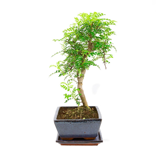 Zanthoxylum piperetium Bonsai in einer blauen Schale, 28 cm Durchmesser, Höhe ca. 46 cm