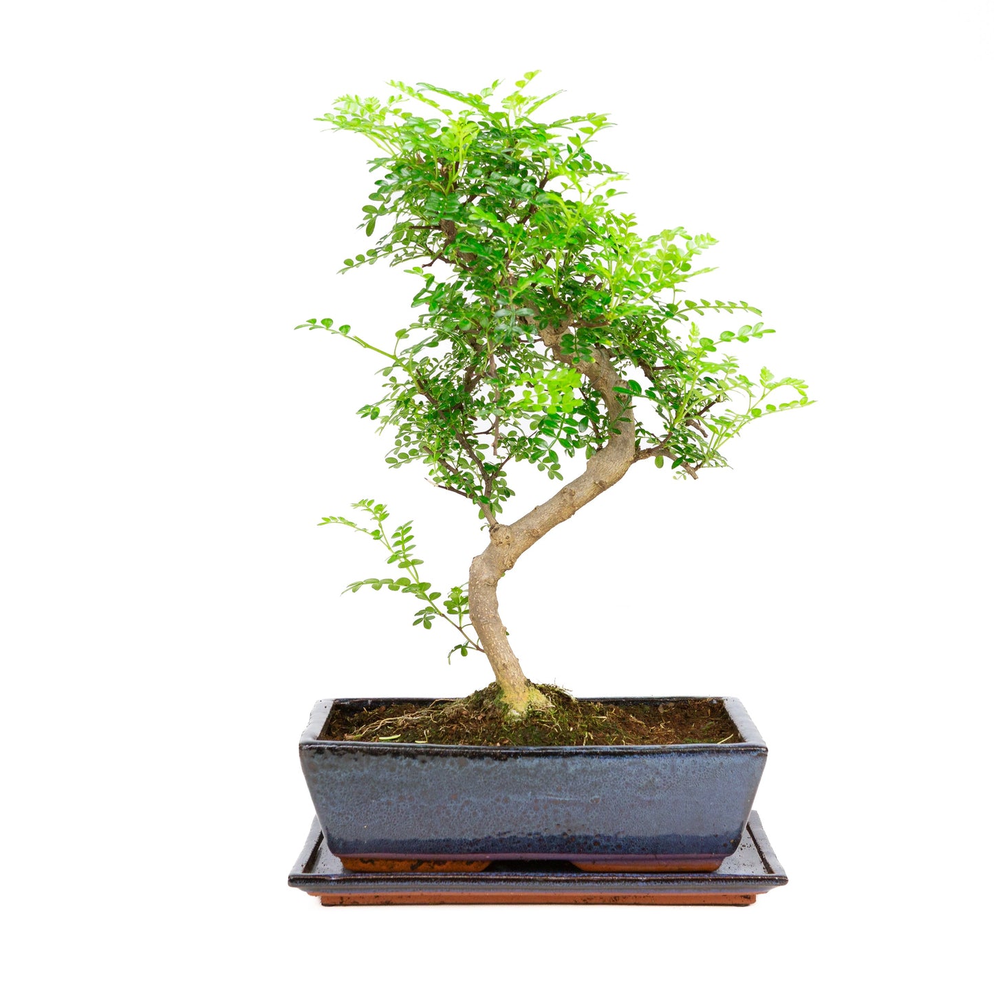 Zanthoxylum piperetium Bonsai in einer blauen Schale, 28 cm Durchmesser, Höhe ca. 46 cm