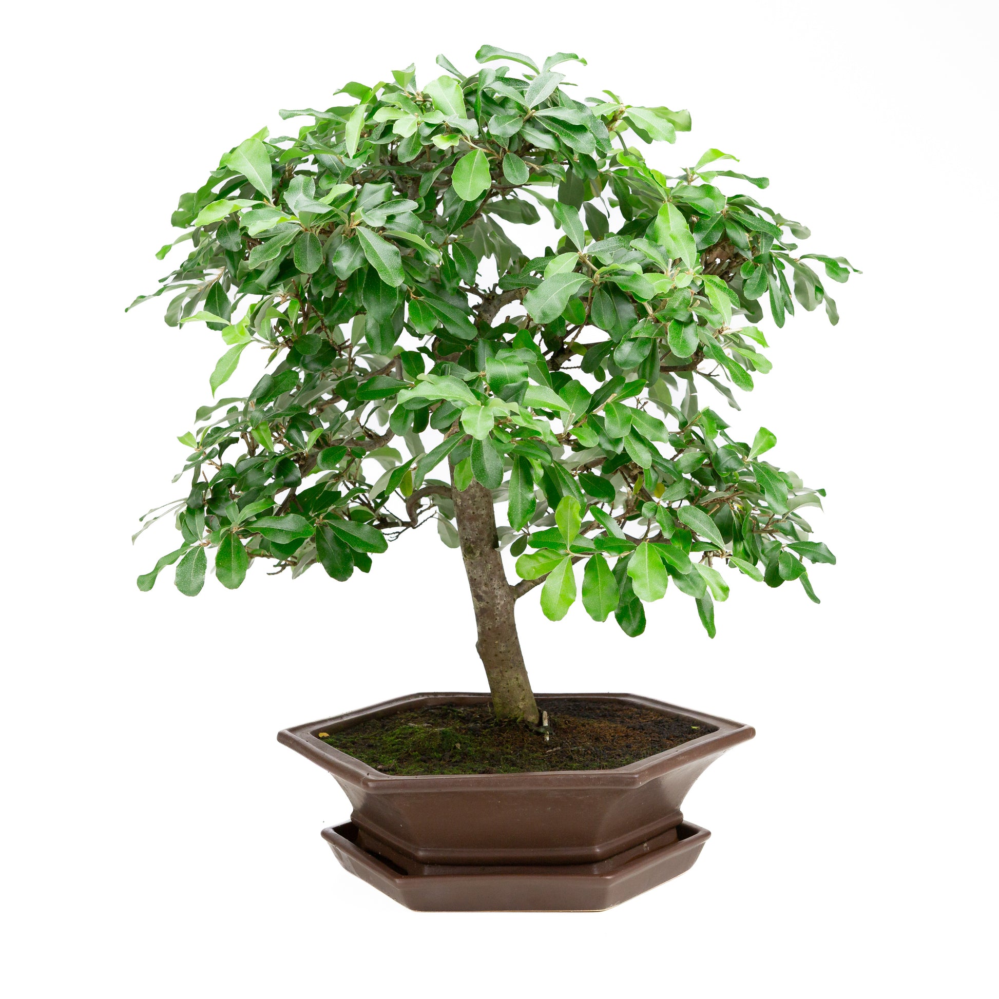 Elaeagnus bruine pot 33cm, hoogte ~ 52cm