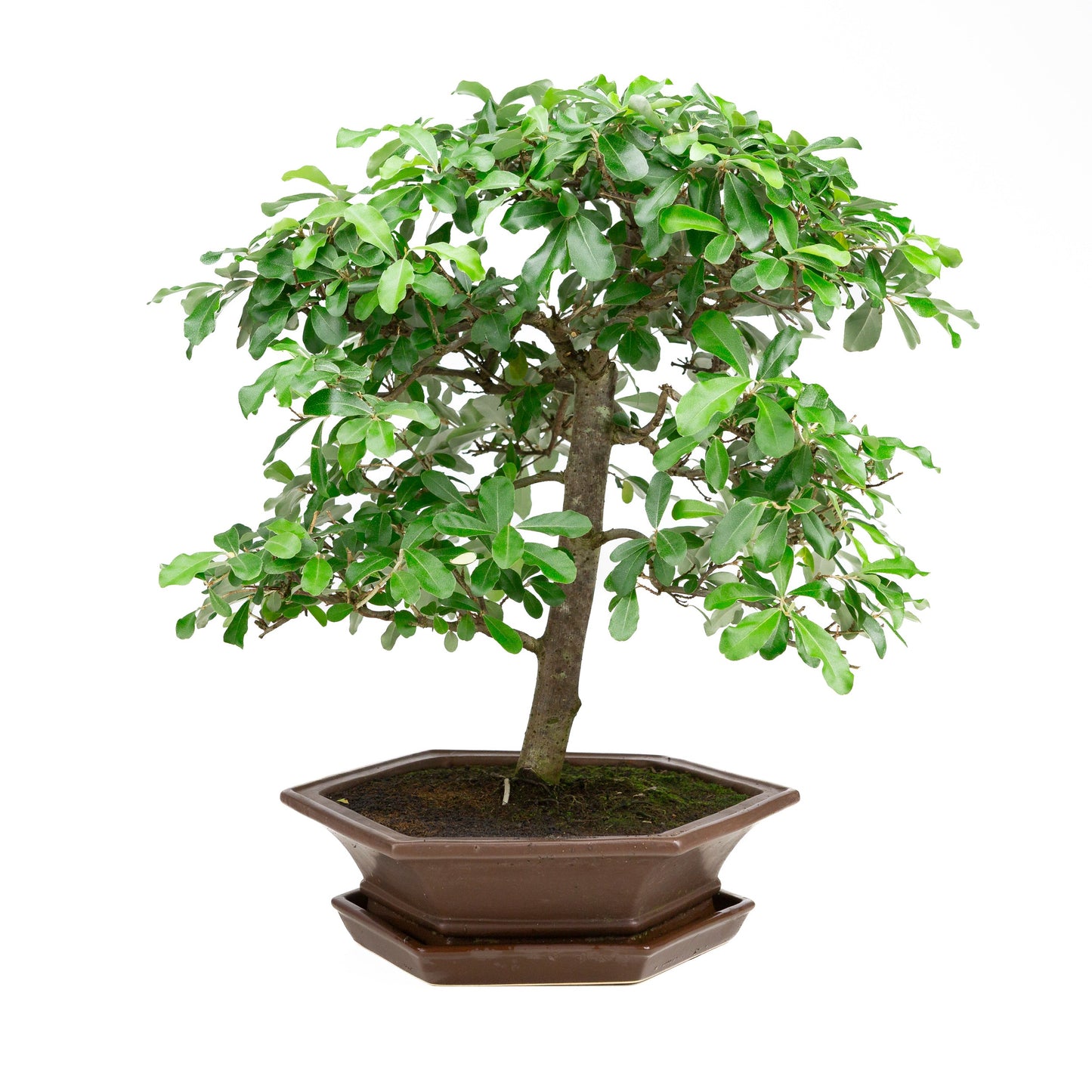 Ölweide, brauner Schale, 33 cm Durchmesser, Höhe ca. 52 cm