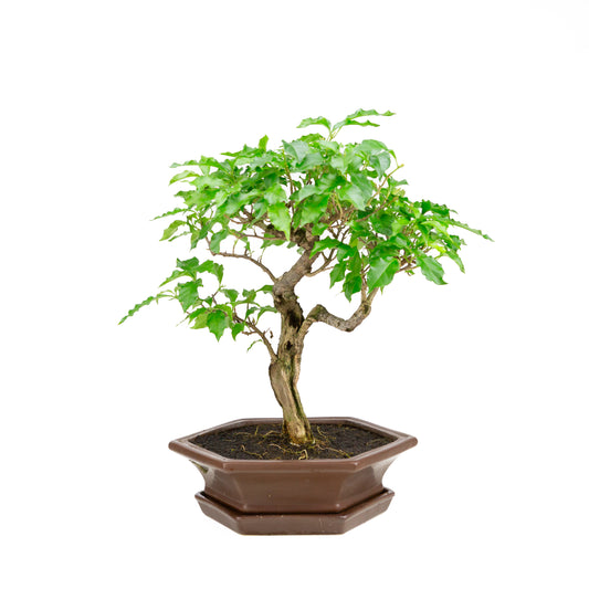 Bougainvillea glabra Bonsai in bruine pot 28cm, hoogte ~41cm