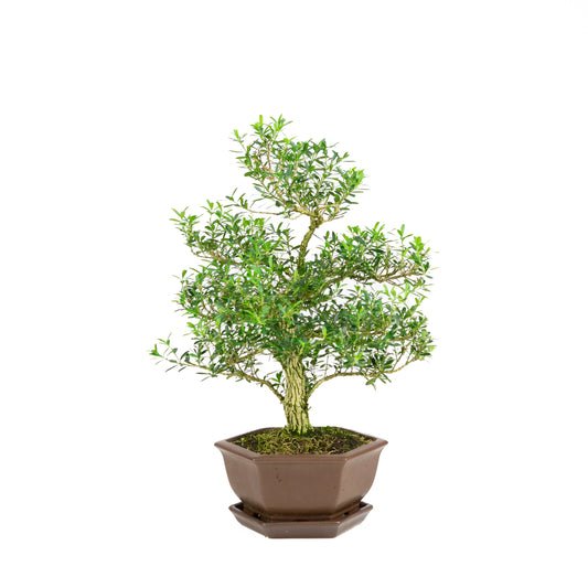 Buxus harlandii Bonsai in bruine pot 18cm, hoogte ~41cm