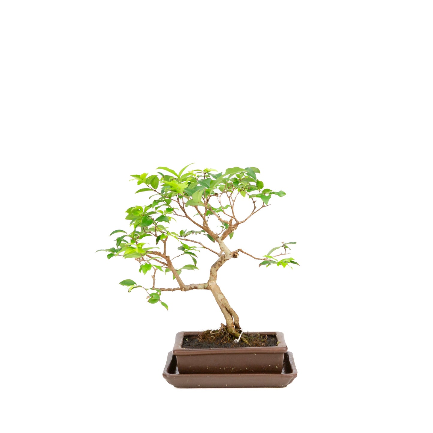Syzygium-Bonsai in einer braunen Schale, 16 cm Durchmesser, Höhe 28 cm