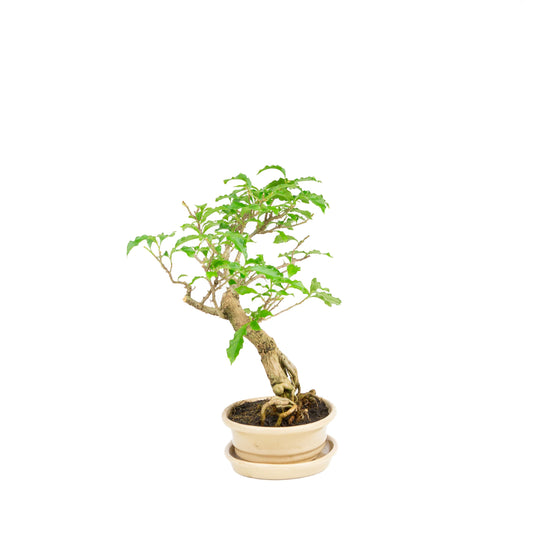 Bougainvillea glabra Bonsai in einer cremefarbenen Schale, 14 cm hoch, Gesamthöhe ca. 24 cm