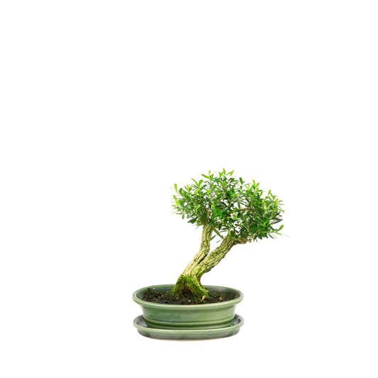 Buxus harlandii Bonsai in groene pot 17 cm, hoogte ~23cm
