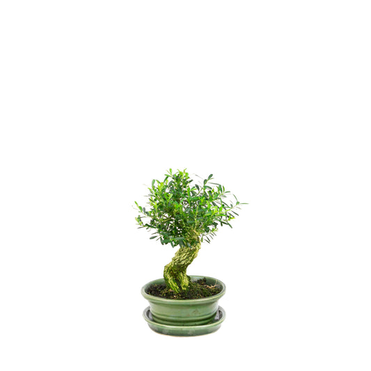Buxus harlandii Bonsai in einer grünen Schale, 26 cm Durchmesser, Höhe ca. 46 cm