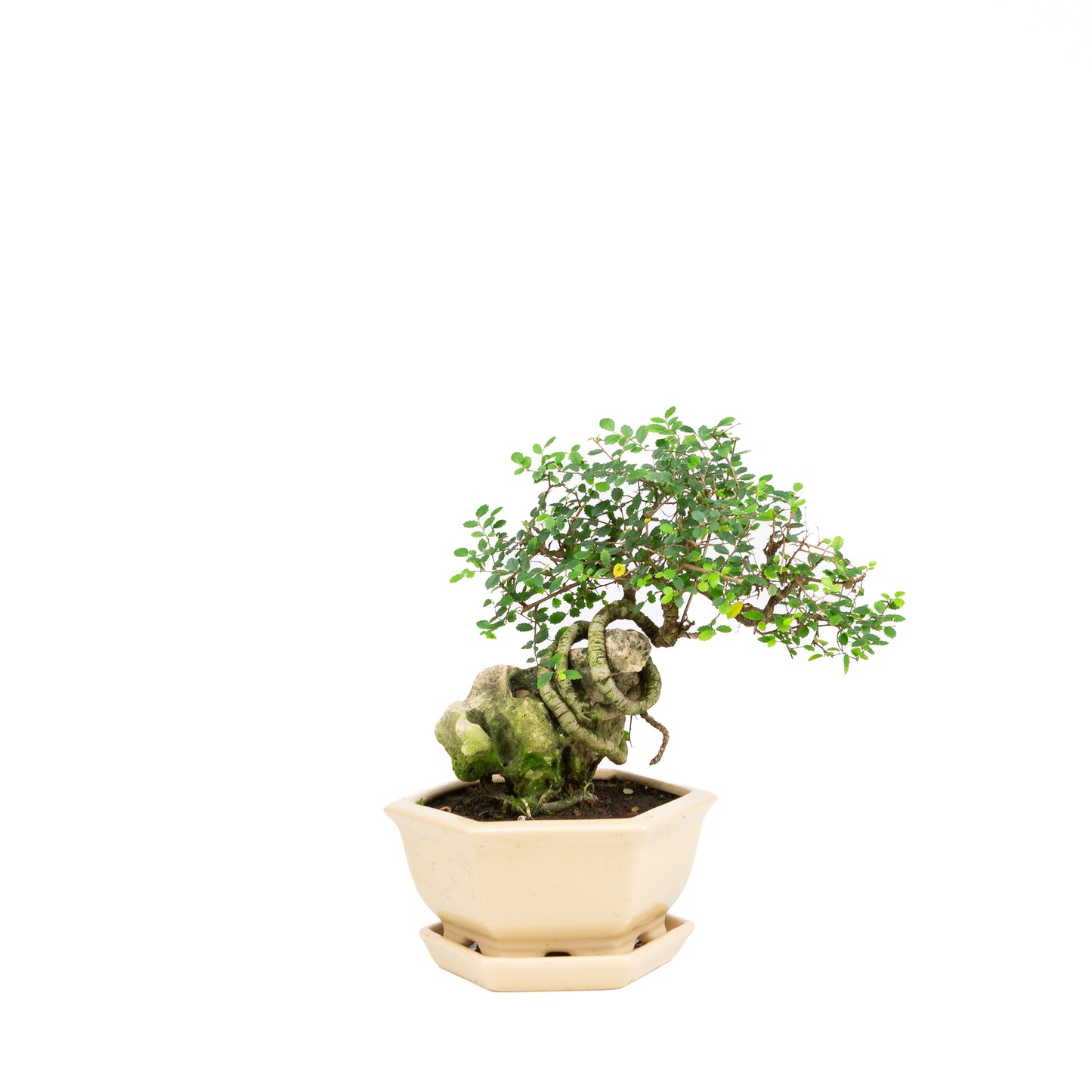 Zelkova Bonsai met steen in creme pot 18 cm, hoogte ~27cm
