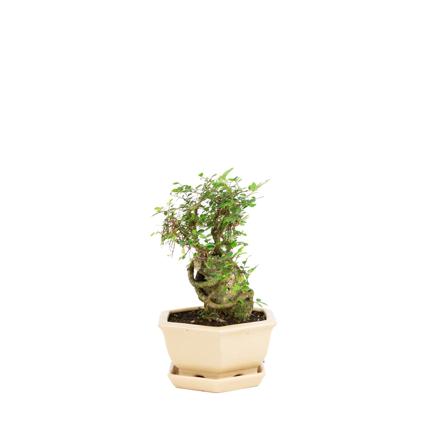Zelkova Bonsai mit Stein in einer cremefarbenen Schale, 22 cm hoch, Höhe ca. 36 cm