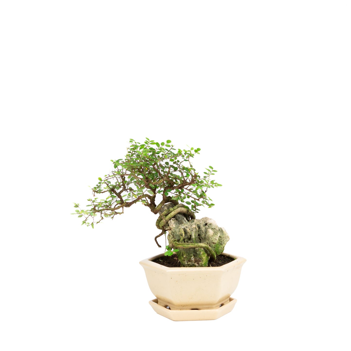 Zelkova Bonsai mit Stein in einer cremefarbenen Schale, 22 cm hoch, Höhe ca. 36 cm