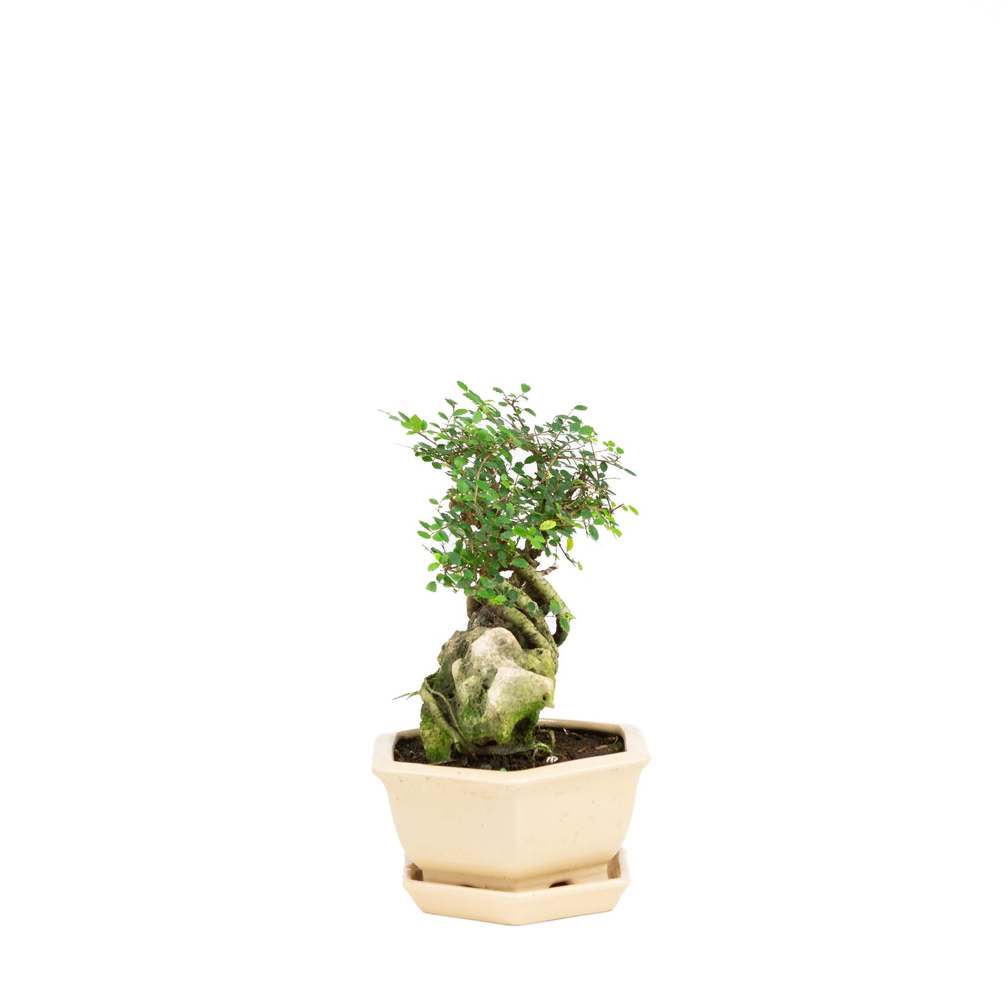 Zelkova Bonsai mit Stein in einer cremefarbenen Schale, 22 cm hoch, Höhe ca. 36 cm